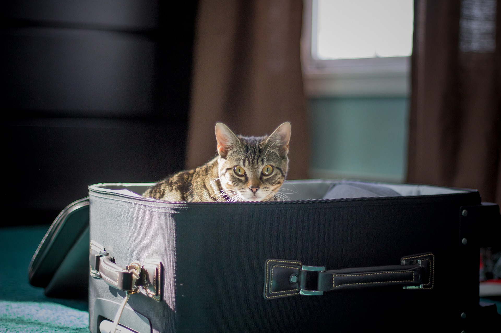 Flying with Your Pet: Up-to-Date Information